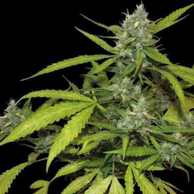 Sweet Tooth Auto > Barney\'s Farm | Autoflowering Cannabis   |  Indica